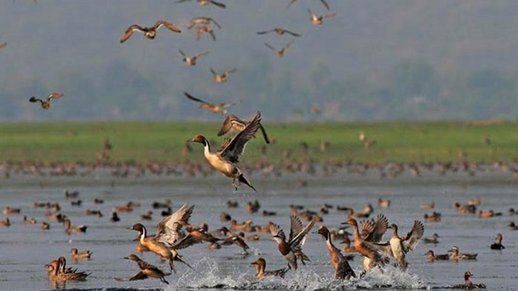 birds